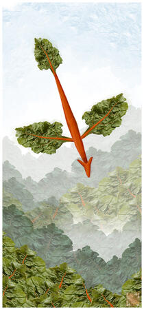 Chardizard (Pokemon)